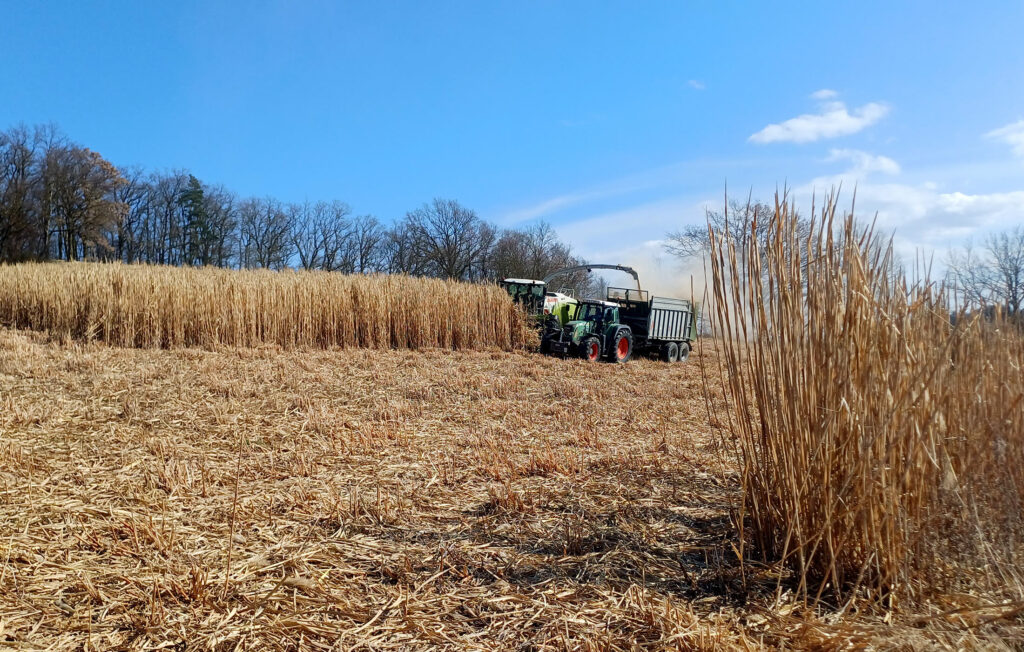 Miscanthus: Hochwasserschutz & wertvoller Rohstoff