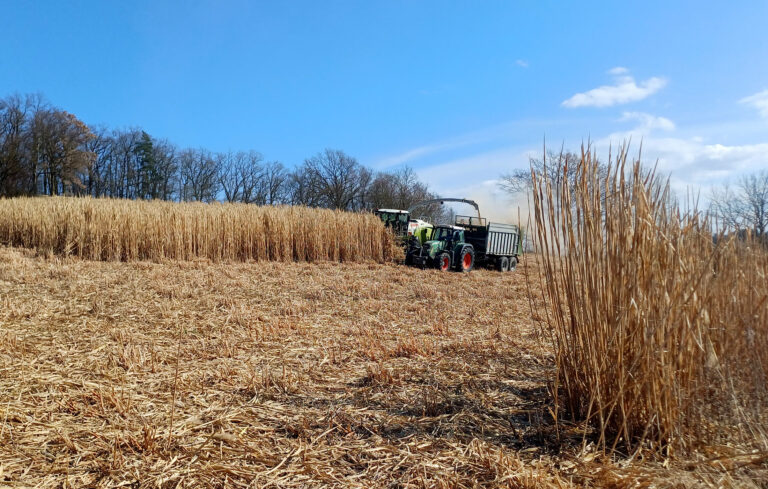 Miscanthus: Hochwasserschutz & wertvoller Rohstoff