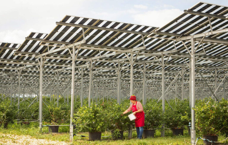 AGRI-PV über Beerenkultur (1,2 Hektar)